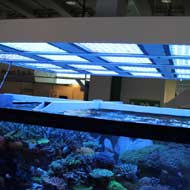Tengeri akváriumok InterZoo 2016.