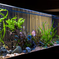 Óriás körüljárható akvárium <br> fél évvel a feltöltés és telepítés után