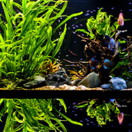 Óriás körüljárható akvárium fél évvel a feltöltés és telepítés után