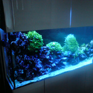 Tengeri akvárium 3. térelválasztó tengeri akvárium nappali fényben