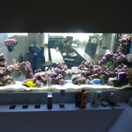 Tengeri akvárium 3. az elkészült térelválasztó tengeri akvárium