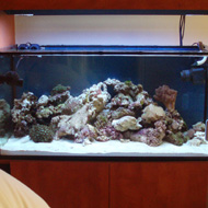 Tengeri akvárium 1. 240 liter
