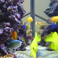 Tengeri akvárium 2. az elkészült körüljárható 700 literes akvárium
