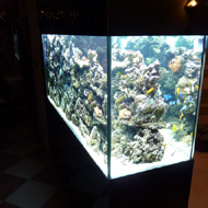 Tengeri akvárium 4. a kész térelválasztó akvárium 800 liter